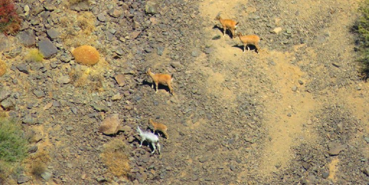 تعداد تلفات طاعون در مازندران به ۳۸ راس رسید