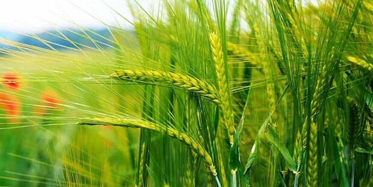 توزیع ۲۵ هزار تن بذور اصلاح شده گندم در آذربایجانشرقی/ تاکید بر نقش ارقام اصلاح شده محصولات