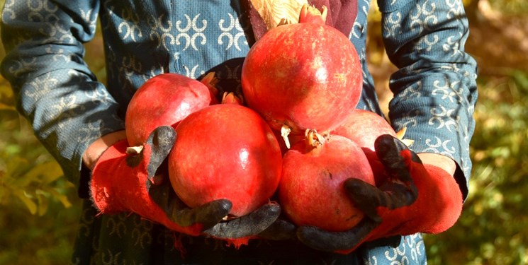 دومین جشنواره انار محلات برگزار میشود