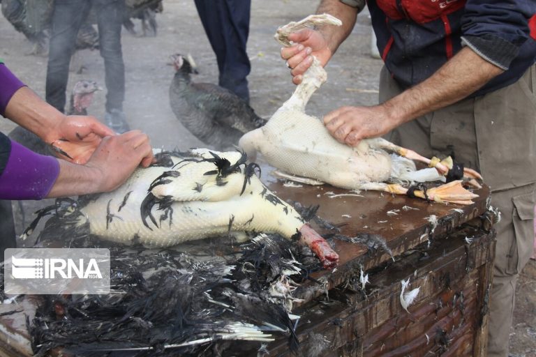 شکار و فروش پرندگان وحشی در آستارا ممنوع اعلام شد