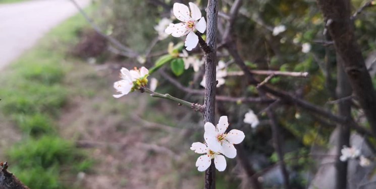 گلانگیزی درختان به وقت پاییز + عکس