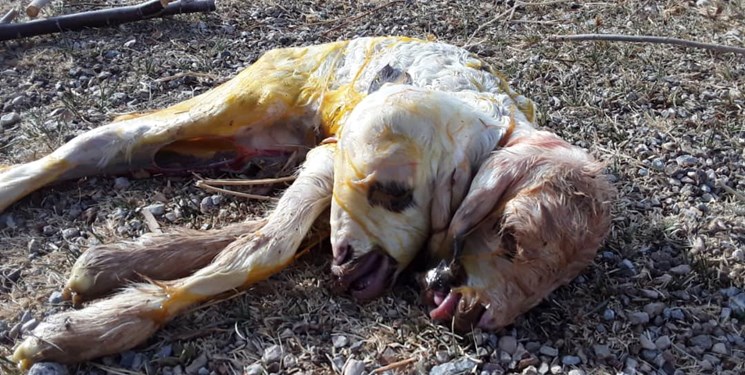 برهای با دو سر در بوانات متولد شد