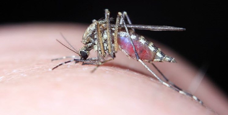 هشدار آئدس به همه دانشگاههای علوم پزشکی/ مقابله با آئدس باید هوشمند و جدی باشد