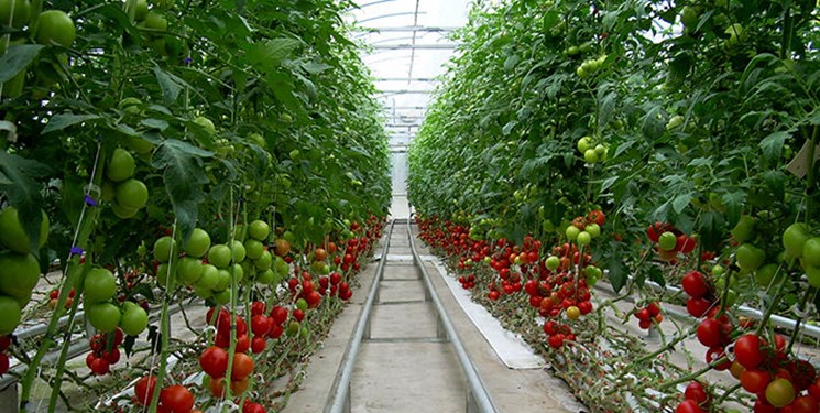 یکی از ۱۰ گلخانه بزرگ جهان در منطقه آزاد ارس / تولید و صادرات  ۵۰ هزار محصولات کشاورزی