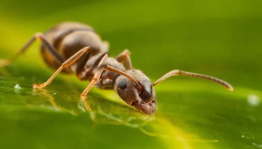 توانایی حیرت‌آور مورچه‌ها در تشخیص بیماری سرطان