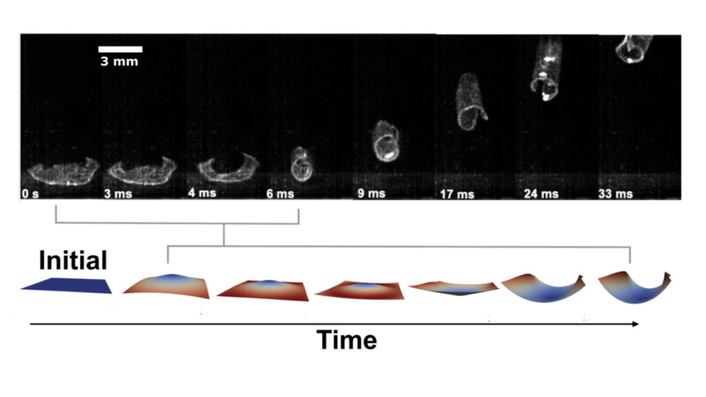 دستاورد جدید دانشمندان: ساخت مادهای با الگوبرداری از پای ملخ که ۲۰۰ برابر ضخامتش، میپرد
