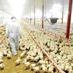 شیوه نوین پرورش مرغ در استان یزد