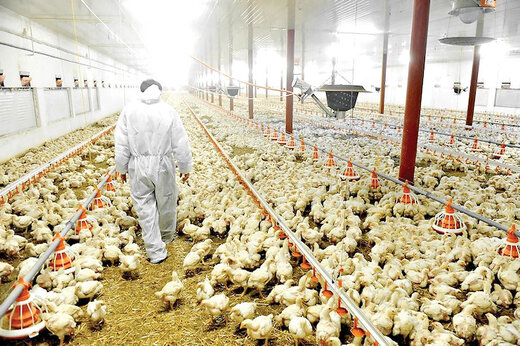 شیوه نوین پرورش مرغ در استان یزد