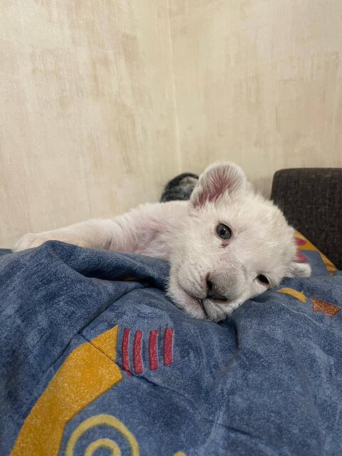 عکس| تولد یک شیر سفید در پارک محیط‌بان کرج