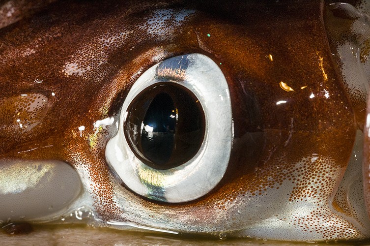 عکس | از ماهی 4 چشم تا میگویی که نور قطبی را می‌بیند!
