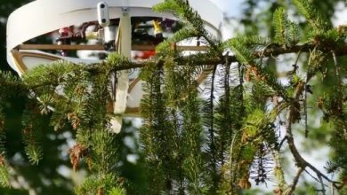 عکس | این پهپاد دی‌ان‌ای درختان را جمع‌آوری می‌کند!