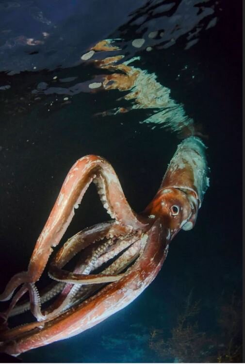 مواجهه ترسناک با یکی از اسرارآمیزترین موجودات اقیانوس / عکس
