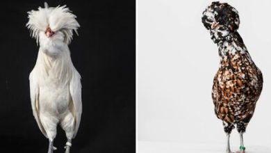 نگاهی متفاوت به عجیب‌ترین مرغ و خروس‌های دنیا / عکس