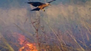 پرنده‌ اسرارآمیز، شکارش را از آتش بیرون می‌کشد / عکس