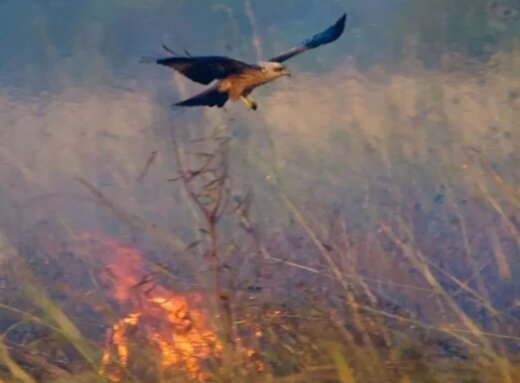 پرنده‌ اسرارآمیز، شکارش را از آتش بیرون می‌کشد / عکس