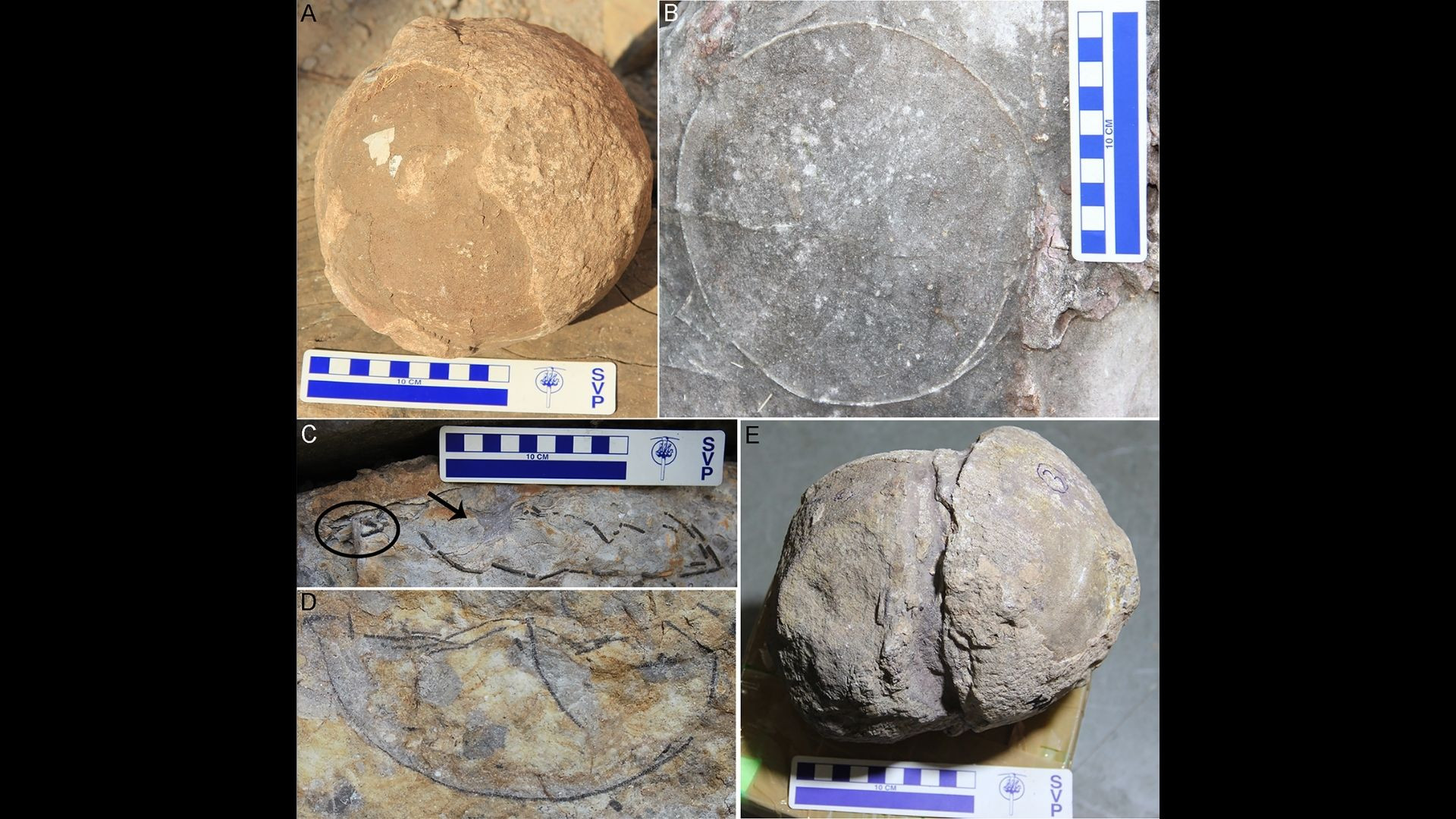 کشف محل‌ تخم‌گذاری ۱۰۰۰ کیلومتری دایناسورها در هند