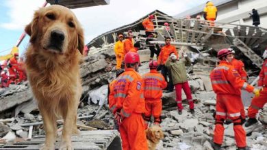 آیا واقعا حیوانات با قدرتی فرابشری زلزله را می فهمند؟