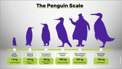 بزرگترین پنگوئن تاریخ، هیولایی هم وزن یک گوریل!