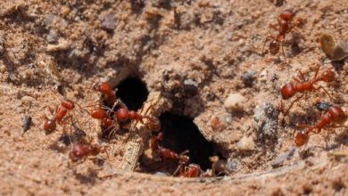 جنجال بر سر ریختن ماده مذاب در لانه مورچه!