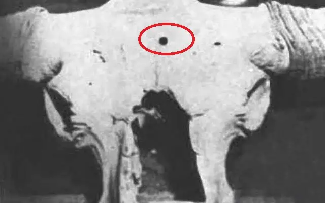 عکس | راز حیوانی که 40 هزارسال پیش گلوله خورد!