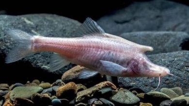 عکس| این ماهی چینی  ترسناک !