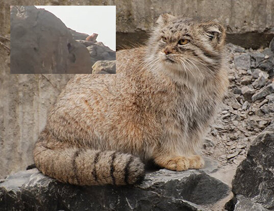 عکس | این گربه نادر وحشی در ایران دیده شد!