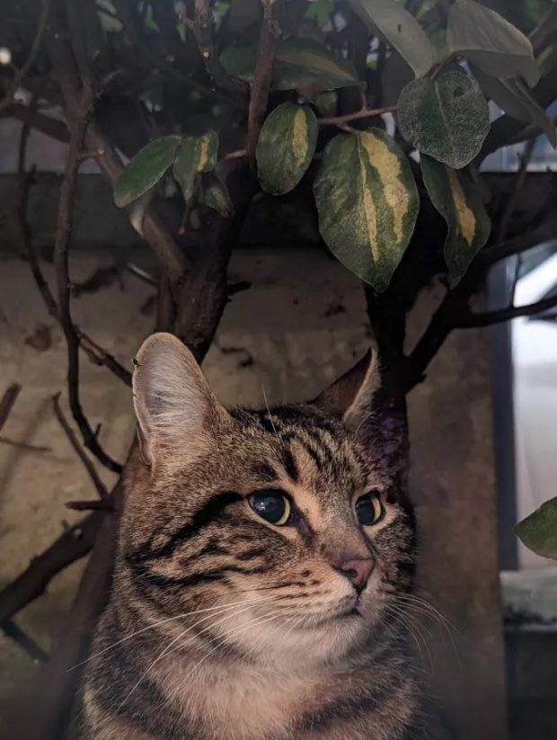 عکس | پاککن گوگل یا سامسونگ؛ کدام یک بهتر عمل میکنند؟