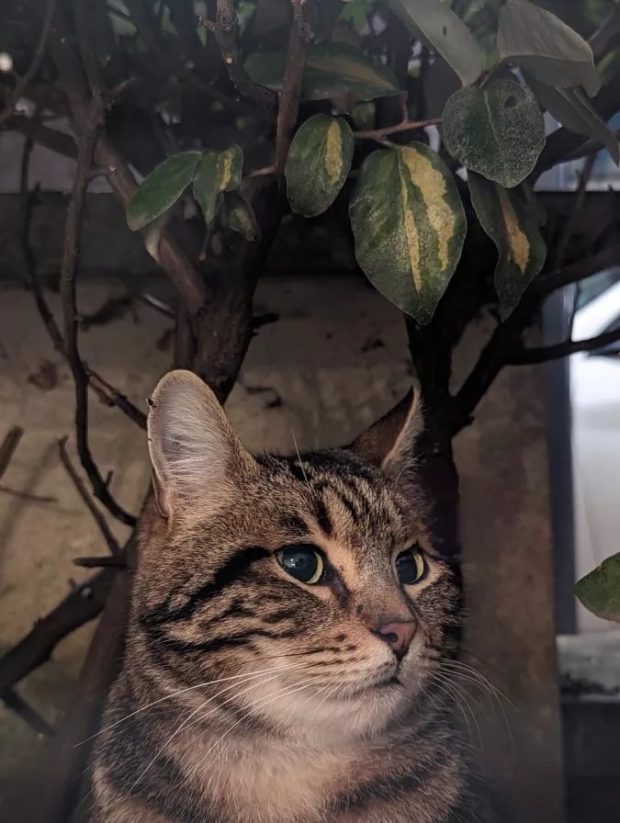 عکس | پاککن گوگل یا سامسونگ؛ کدام یک بهتر عمل میکنند؟