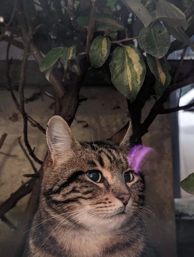 عکس | پاککن گوگل یا سامسونگ؛ کدام یک بهتر عمل میکنند؟