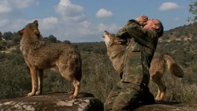 عکس | ۱۲ سال زندگی با گرگ‌ها؛ مردی که از نجات‌ پیدا کردن پشیمان شد!