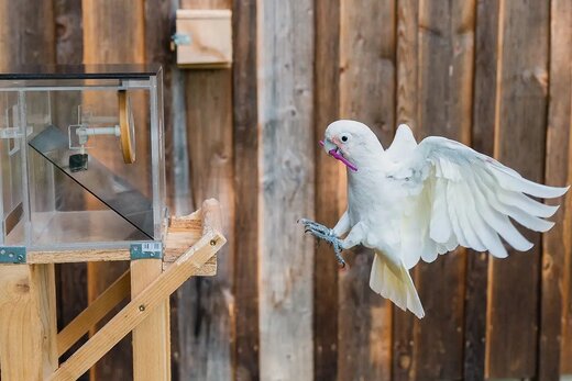 فیلم | رفتارهای عجیب این پرنده هوش را از سرتان می‌پراند!