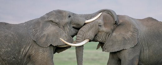 مراقب باشید، فیل‌ها هرگز فراموش نمی‌کنند