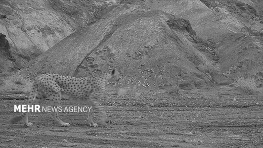 مشاهده یک قلاده یوزپلنگ آسیایی نر در «عباس آباد» نایین