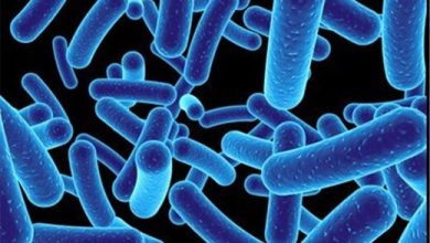 میکروب‌های روده بدون اینکه بدانیم در حال تغییر دادن ما هستند