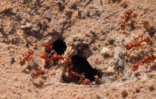 نتیجه باورنکردنی ریختن فلز مذاب در لانه مورچه‌های آتشین / عکس