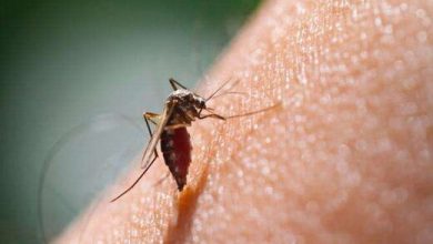 چرایی افزایش بروز مالاریا در کشور طی ۶ ماه نخست امسال