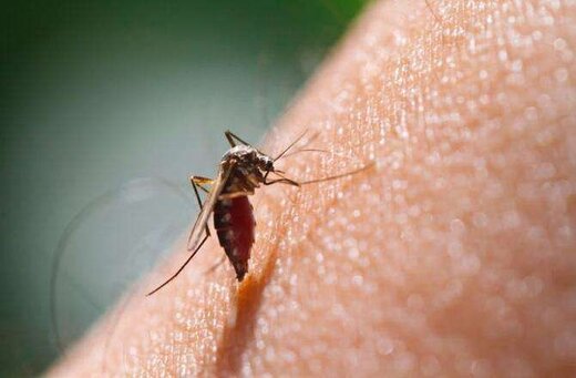 چرایی افزایش بروز مالاریا در کشور طی ۶ ماه نخست امسال