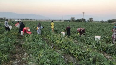 کشاورزی اصفهان بدون تامین منابع آبی توان ماندگاری ندارد