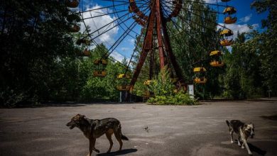 آمریکا ، اوکراین و لهستان به دنبال یافتن حقیقت / مورد عجیب سگ های ولگرد اطراف نیروگاه  اتمی چرنوبیل !