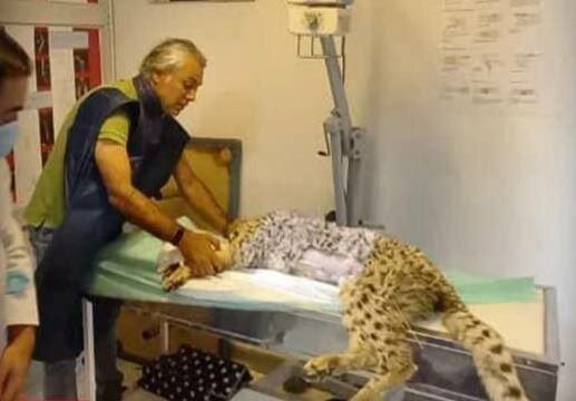 یک خبر مهم پس از مرگ «کوشکی» و پیروز