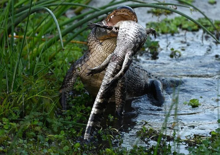 تمساح هم‌نوع‌خواری که با لذت تمساح دیگری را می‌خورد!/ عکس