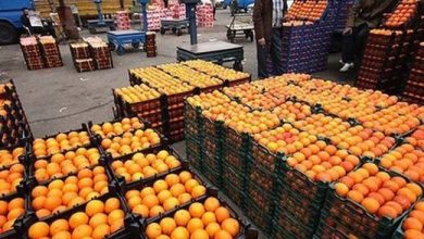 جایگاه دوم کشوری استان چهارمحال و بختیاری در تامین میوه تنظیم بازار شب عید
