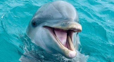 خبری که اکثر رسانه های بزرگ جهان به آن پرداختند/ راز گشایی از شباهت عجیب صدای دلفین پوزه دار به کیم کارداشیان!