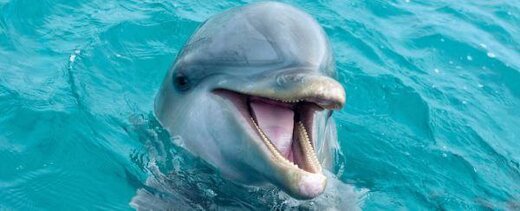 خبری که اکثر رسانه های بزرگ جهان به آن پرداختند/ راز گشایی از شباهت عجیب صدای دلفین پوزه دار به کیم کارداشیان!