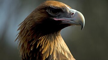 eagle.jpg