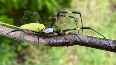 عنکبوت غول‌پیکر چگونه لقمه بزرگتر از دهانش را می‌بلعد؟/ عکس