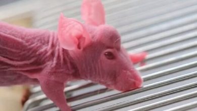 عکس | برنامه عجیب و غریب دانشمندان چینی برای رشد شاخ روی سر موش !