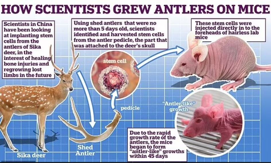 موشهای شاخدار، غیرممکن را ممکن میکنند / عکس