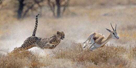 عکس | سرعت شگفت انگیز این شکارچی خالدار !