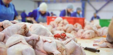 پیش‌بینی تولید ۱۸ هزار تنی گوشت سفید در مازندران